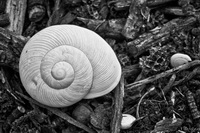 Shell in Ground Cover